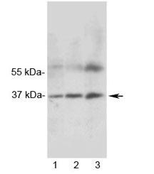 MRGX1 / MRGPRX1 Antibody