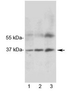 MRGX1 / MRGPRX1 Antibody