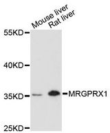 MRGX1 / MRGPRX1 Antibody - Western blot analysis of extracts of various cell lines, using MRGPRX1 antibody at 1:3000 dilution. The secondary antibody used was an HRP Goat Anti-Rabbit IgG (H+L) at 1:10000 dilution. Lysates were loaded 25ug per lane and 3% nonfat dry milk in TBST was used for blocking. An ECL Kit was used for detection and the exposure time was 90s.