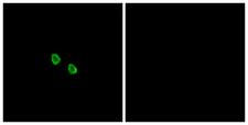 MRGX1 / MRGPRX1 Antibody - Peptide - + Immunofluorescence analysis of HepG2 cells, using MRGX1 antibody.