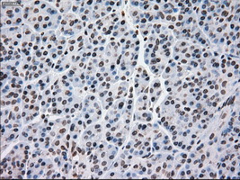 MRI1 Antibody - Immunohistochemical staining of paraffin-embedded pancreas tissue using anti-MRI1 mouse monoclonal antibody. (Dilution 1:50).