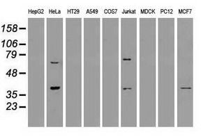 MRI1 Antibody - Western blot of extracts (35 ug) from 9 different cell lines by using anti-anti-MRI1monoclonal antibody.