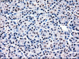 MRI1 Antibody - IHC of paraffin-embedded pancreas tissue using anti-MRI1 mouse monoclonal antibody. (Dilution 1:50).