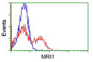 MRI1 Antibody - HEK293T cells transfected with either overexpress plasmid (Red) or empty vector control plasmid (Blue) were immunostained by anti-MRI1 antibody, and then analyzed by flow cytometry.