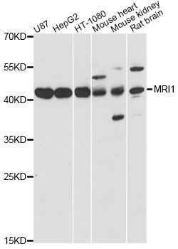 MRI1 Antibody - Western blot analysis of extracts of various cell lines, using MRI1 antibody at 1:3000 dilution. The secondary antibody used was an HRP Goat Anti-Rabbit IgG (H+L) at 1:10000 dilution. Lysates were loaded 25ug per lane and 3% nonfat dry milk in TBST was used for blocking. An ECL Kit was used for detection and the exposure time was 1s.