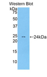 MRLC2 / MYL12B Antibody - Western blot of recombinant MRLC2 / MYL12B.  This image was taken for the unconjugated form of this product. Other forms have not been tested.