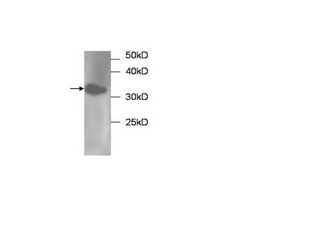 MRLC2 / MYL12B Antibody
