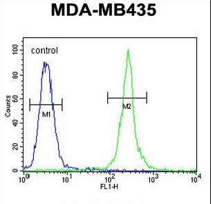 MRM1 Antibody - MRM1 Antibody flow cytometry of MDA-MB435 cells (right histogram) compared to a negative control cell (left histogram). FITC-conjugated goat-anti-rabbit secondary antibodies were used for the analysis.