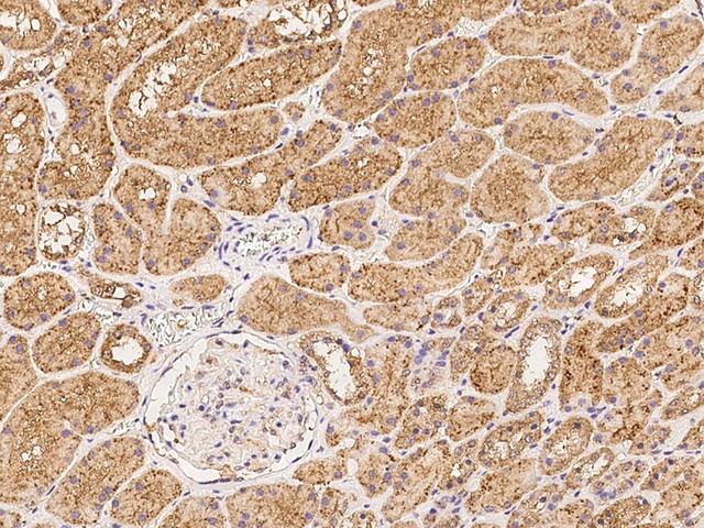 MRM1 Antibody - Immunochemical staining of human MRM1 in human kidney with rabbit polyclonal antibody at 1:200 dilution, formalin-fixed paraffin embedded sections.
