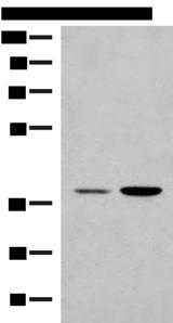 MRM1 Antibody - Western blot analysis of HEPG2 and K562 cell lysates  using MRM1 Polyclonal Antibody at dilution of 1:400