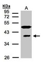 MRNP41 / RAE1 Antibody - Sample (30 ug of whole cell lysate). A: HeLa S3. 12% SDS PAGE. MRNP41 / RAE1 antibody diluted at 1:1500