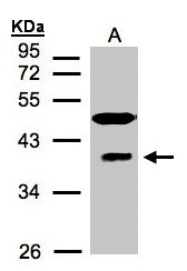 MRNP41 / RAE1 Antibody - Sample (30 ug of whole cell lysate). A: HeLa S3. 12% SDS PAGE. MRNP41 / RAE1 antibody diluted at 1:1500