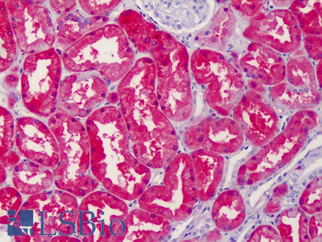 MRNP41 / RAE1 Antibody - Anti-RAE1 antibody IHC of human kidney. Immunohistochemistry of formalin-fixed, paraffin-embedded tissue after heat-induced antigen retrieval. Antibody concentration 5 ug/ml.  This image was taken for the unconjugated form of this product. Other forms have not been tested.