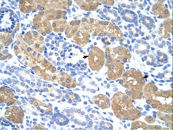 MRNP41 / RAE1 Antibody - Human Kidney.  This image was taken for the unconjugated form of this product. Other forms have not been tested.