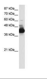 MRNP41 / RAE1 Antibody - Jurkat Cell Lysate.  This image was taken for the unconjugated form of this product. Other forms have not been tested.
