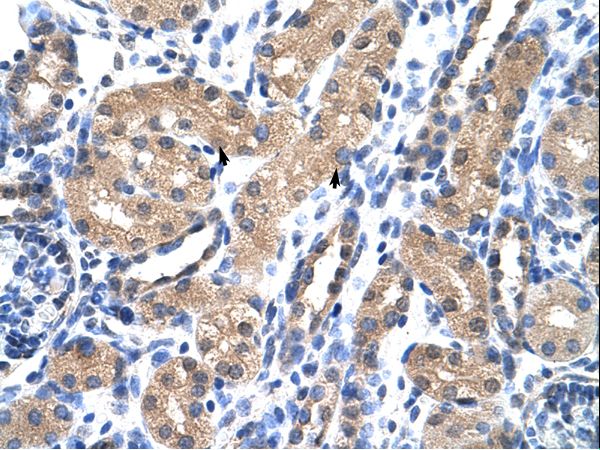 MRNP41 / RAE1 Antibody - RAE1 antibody ARP40302_P050-NP_001015885-RAE1 (RAE1 RNA export 1 homolog (S. pombe)) Antibody was used in IHC to stain formalin-fixed, paraffin-embedded human kidney.  This image was taken for the unconjugated form of this product. Other forms have not been tested.
