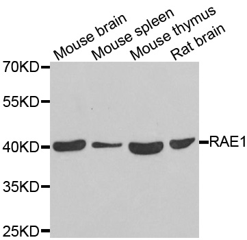 MRNP41 / RAE1 Antibody - Western blot analysis of extracts of various cell lines.