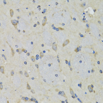 MRNP41 / RAE1 Antibody - Immunohistochemistry of paraffin-embedded rat brain tissue.