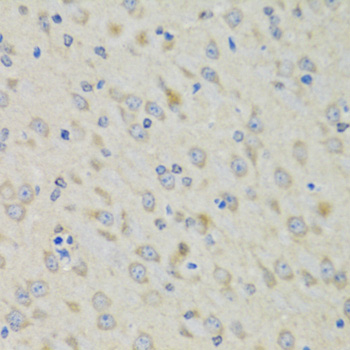 MRNP41 / RAE1 Antibody - Immunohistochemistry of paraffin-embedded mouse brain tissue.