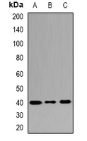 MRNP41 / RAE1 Antibody - Western blot analysis of MRNP41 expression in mouse spleen (A); mouse thymus (B); rat brain (C) whole cell lysates.