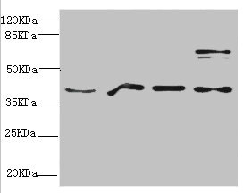 MRNP41 / RAE1 Antibody - Western blot All Lanes:RAE1 antibody at 4.39ug/ml Lane 1:mouse brain tissue Lane 2:HepG2 whole cell lysate Lane 3:293T whole cell lysate Lane 4:Hela whole cell lysate Secondary Goat polyclonal to rabbit at 1/10000 dilution Predicted band size: 41kDa Observed band size: 41kDa,80kDa (We are unsure as to the identity of this extra band)