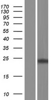 MRO Protein - Western validation with an anti-DDK antibody * L: Control HEK293 lysate R: Over-expression lysate