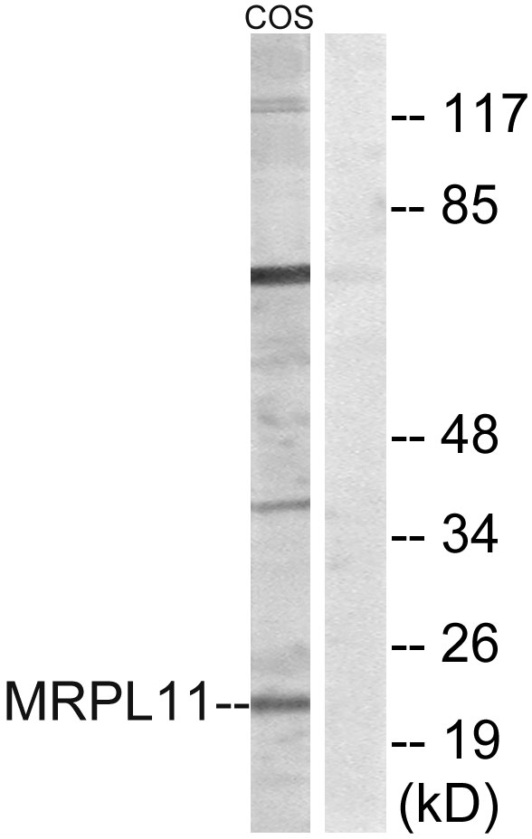 MRPL11 Antibody - Western blot analysis of lysates from COS cells, using MRPL11 Antibody. The lane on the right is blocked with the synthesized peptide.