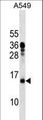 MRPL11 Antibody - MRPL11 Antibody western blot of A549 cell line lysates (35 ug/lane). The MRPL11 antibody detected the MRPL11 protein (arrow).