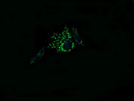 MRPL11 Antibody - Anti-MRPL11 mouse monoclonal antibody immunofluorescent staining of COS7 cells transiently transfected by pCMV6-ENTRY MRPL11.