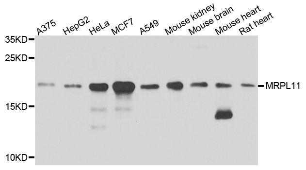 MRPL11 Antibody - Western blot analysis of extract of various cells.