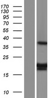 MRPL11 Protein - Western validation with an anti-DDK antibody * L: Control HEK293 lysate R: Over-expression lysate