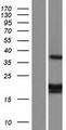 MRPL11 Protein - Western validation with an anti-DDK antibody * L: Control HEK293 lysate R: Over-expression lysate