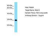 MRPL12 Antibody -  This image was taken for the unconjugated form of this product. Other forms have not been tested.