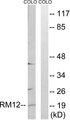 MRPL12 Antibody - Western blot analysis of lysates from COLO cells, using MRPL12 Antibody. The lane on the right is blocked with the synthesized peptide.