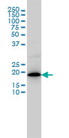 MRPL12 Antibody - MRPL12 monoclonal antibody (M01), clone 3B12-1A3 Western blot of MRPL12 expression in COLO 320 HSR.