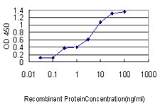 MRPL12 Antibody - Detection limit for recombinant GST tagged MRPL12 is approximately 0.03 ng/ml as a capture antibody.