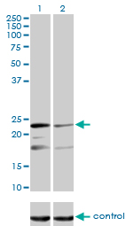 MRPL12 Antibody - Western blot of MRPL12 over-expressed 293 cell line, cotransfected with MRPL12 Validated Chimera RNAi (Lane 2) or non-transfected control (Lane 1). Blot probed with MRPL12 monoclonal antibody, clone 3B12-1A3. GAPDH ( 36.1 kD ) used as specificity and loading control.