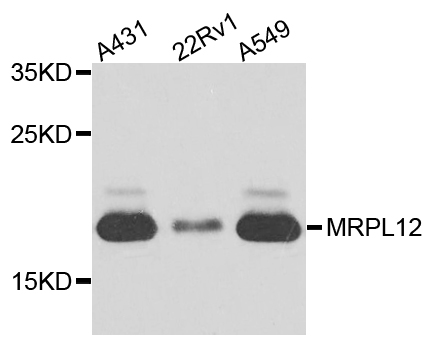 MRPL12 Antibody - Western blot analysis of extract of various cells.