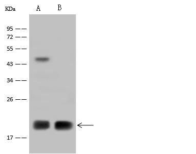 MRPL12 Antibody - Anti-MRPL12 rabbit polyclonal antibody at 1:500 dilution. Lane A: U-251 MG Whole Cell Lysate. Lane B: A431 Whole Cell Lysate. Lysates/proteins at 30 ug per lane. Secondary: Goat Anti-Rabbit IgG (H+L)/HRP at 1/10000 dilution. Developed using the ECL technique. Performed under reducing conditions. Predicted band size: 21 kDa. Observed band size: 21 kDa.