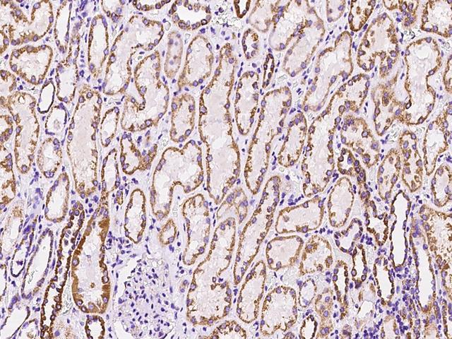 MRPL12 Antibody - Immunochemical staining of human MRPL12 in human kidney with rabbit polyclonal antibody at 1:200 dilution, formalin-fixed paraffin embedded sections.
