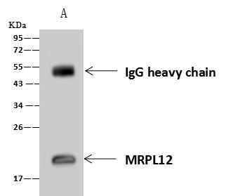 MRPL12 Antibody - MRPL12 was immunoprecipitated using: Lane A: 0.5 mg A431 Whole Cell Lysate. 4 uL anti-MRPL12 rabbit polyclonal antibody and 60 ug of Immunomagnetic beads Protein A/G. Primary antibody: Anti-MRPL12 rabbit polyclonal antibody, at 1:100 dilution. Secondary antibody: Goat Anti-Rabbit IgG (H+L)/HRP at 1/10000 dilution. Developed using the ECL technique. Performed under reducing conditions. Predicted band size: 21 kDa. Observed band size: 21 kDa.