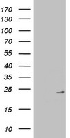 MRPL13 Antibody - HEK293T cells were transfected with the pCMV6-ENTRY control (Left lane) or pCMV6-ENTRY MRPL13 (Right lane) cDNA for 48 hrs and lysed. Equivalent amounts of cell lysates (5 ug per lane) were separated by SDS-PAGE and immunoblotted with anti-MRPL13.