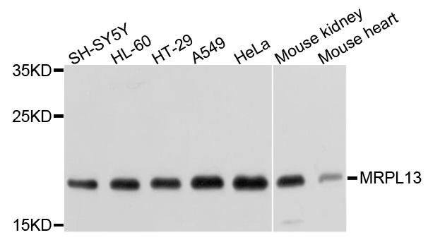 MRPL13 Antibody - Western blot analysis of extracts of various cells.