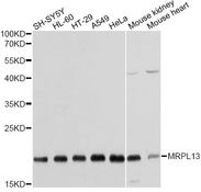 MRPL13 Antibody - Western blot analysis of extracts of various cell lines, using MRPL13 antibody at 1:1000 dilution. The secondary antibody used was an HRP Goat Anti-Rabbit IgG (H+L) at 1:10000 dilution. Lysates were loaded 25ug per lane and 3% nonfat dry milk in TBST was used for blocking. An ECL Kit was used for detection and the exposure time was 30s.
