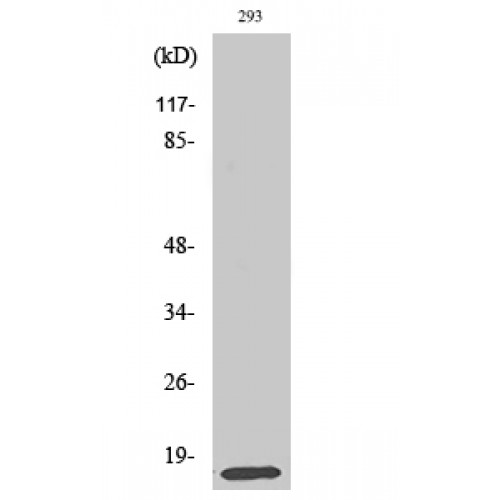 MRPL14 Antibody - Western blot of MRP-L14 antibody
