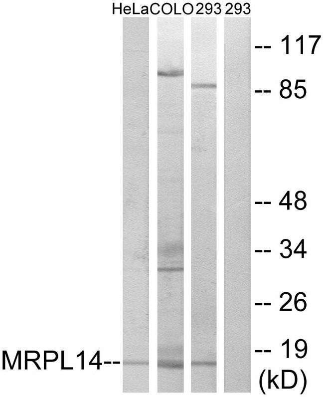 MRPL14 Antibody - Western blot analysis of lysates from 293, HeLa, and COLO cells, using MRPL14 Antibody. The lane on the right is blocked with the synthesized peptide.