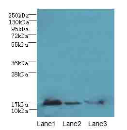 MRPL14 Antibody - Western blot. All lanes: MRPL14 antibody at 2 ug/ml. Lane 1: HeLa whole cell lysate. Lane 2: HepG-2 whole cell lysate. Lane 3: Mouse liver tissue. Secondary Goat polyclonal to Rabbit IgG at 1:10000 dilution. Predicted band size: 16 kDa. Observed band size: 16 kDa.