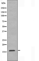 MRPL14 Antibody - Western blot analysis of extracts of HeLa cells using MRPL14 antibody.
