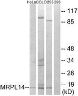MRPL14 Antibody - Western blot analysis of extracts from HeLa cells, COLO cells and 293 cells, using MRPL14 antibody.