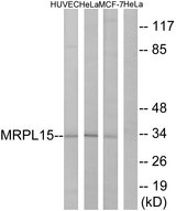 MRPL15 Antibody - Western blot analysis of lysates from HeLa, HUVEC, and MCF-7 cells, using MRPL15 Antibody. The lane on the right is blocked with the synthesized peptide.